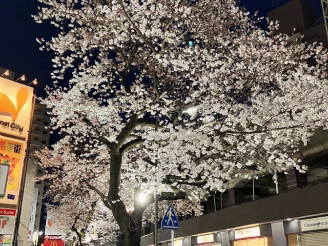 桜・ライトアップお知らせ！